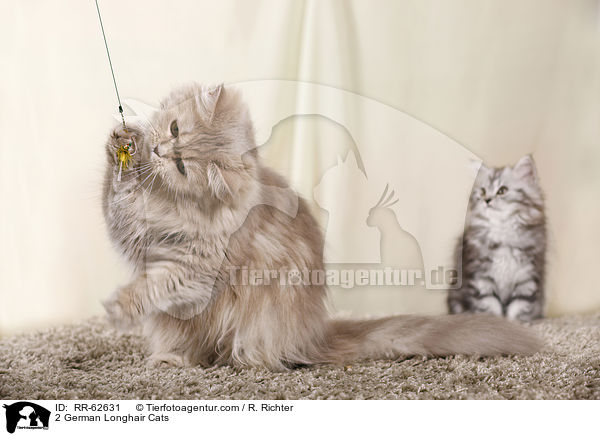 2 Deutsch Langhaar / 2 German Longhair Cats / RR-62631