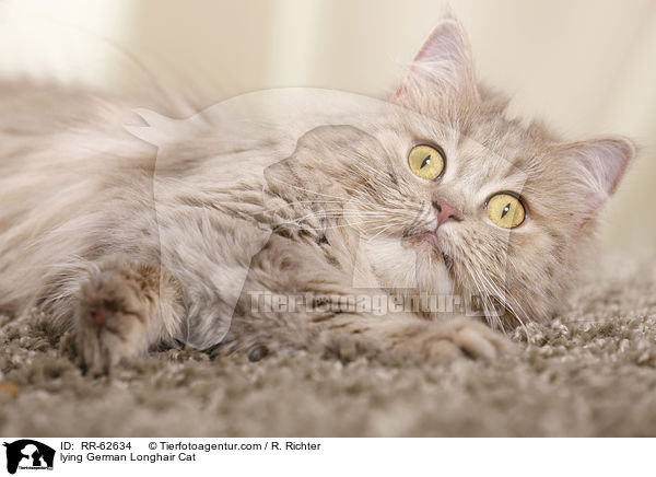 liegende Deutsch Langhaar / lying German Longhair Cat / RR-62634