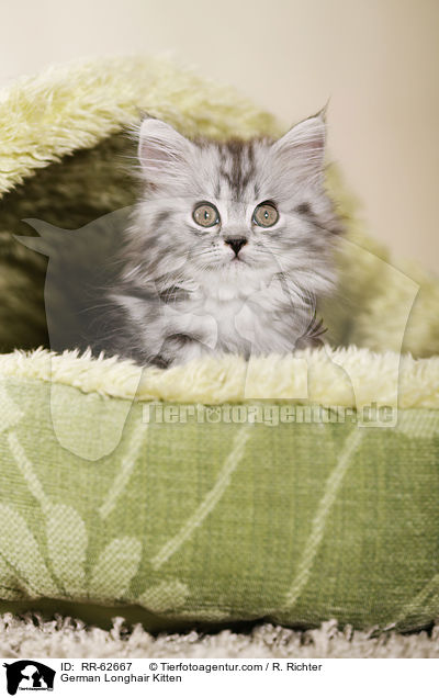 Deutsch Langhaar Ktzchen / German Longhair Kitten / RR-62667