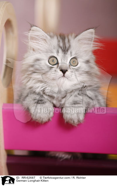 Deutsch Langhaar Ktzchen / German Longhair Kitten / RR-62687