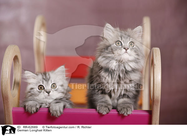 Deutsch Langhaar Ktzchen / German Longhair Kitten / RR-62689