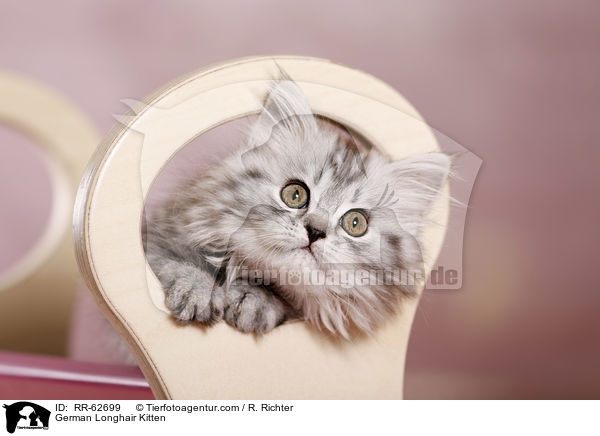 Deutsch Langhaar Ktzchen / German Longhair Kitten / RR-62699