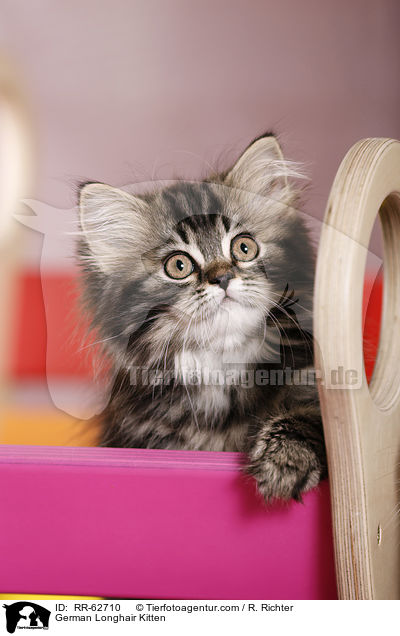 Deutsch Langhaar Ktzchen / German Longhair Kitten / RR-62710