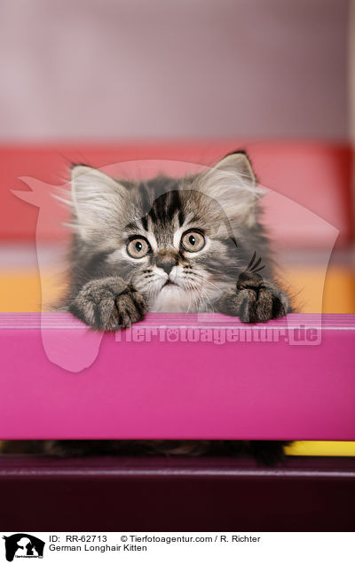 Deutsch Langhaar Ktzchen / German Longhair Kitten / RR-62713