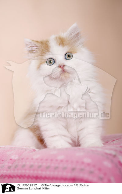 Deutsch Langhaar Ktzchen / German Longhair Kitten / RR-62917