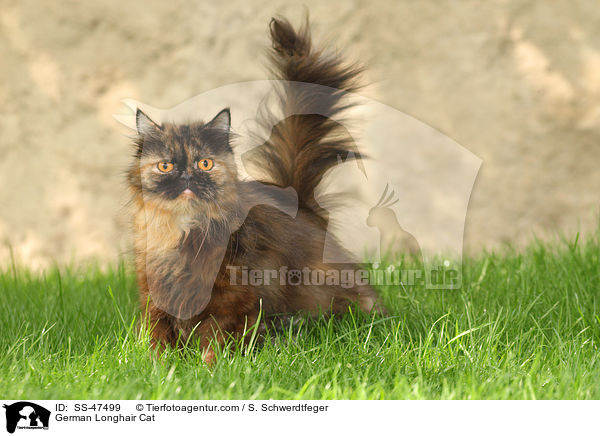 German Longhair Cat / SS-47499