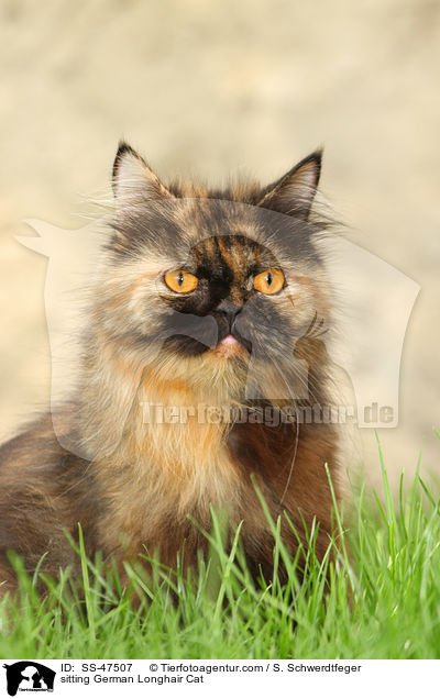 sitting German Longhair Cat / SS-47507