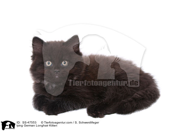 lying German Longhair Kitten / SS-47553