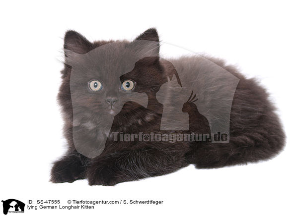 lying German Longhair Kitten / SS-47555