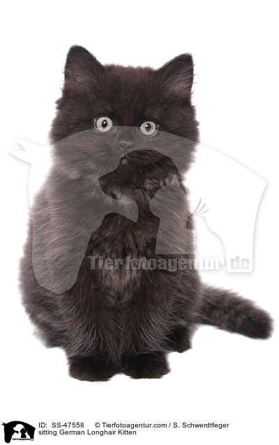 sitting German Longhair Kitten / SS-47558