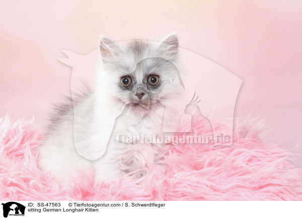 sitting German Longhair Kitten / SS-47563