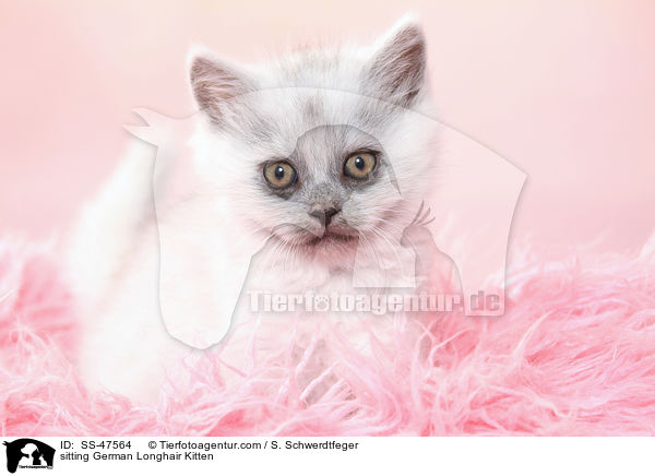 sitting German Longhair Kitten / SS-47564