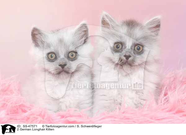 2 Deutsch Langhaar Ktzchen / 2 German Longhair Kitten / SS-47571