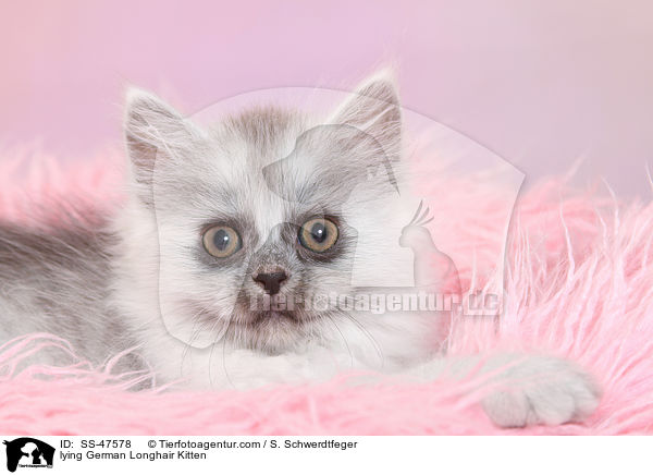 lying German Longhair Kitten / SS-47578