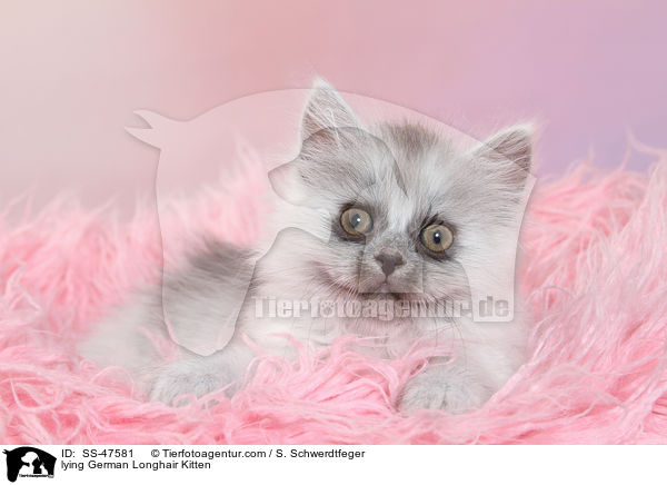 lying German Longhair Kitten / SS-47581