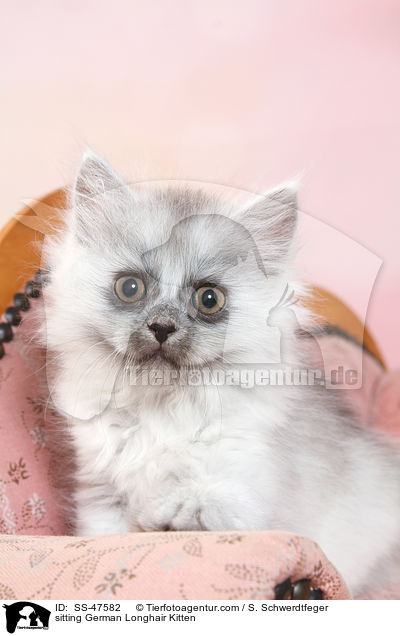 sitting German Longhair Kitten / SS-47582