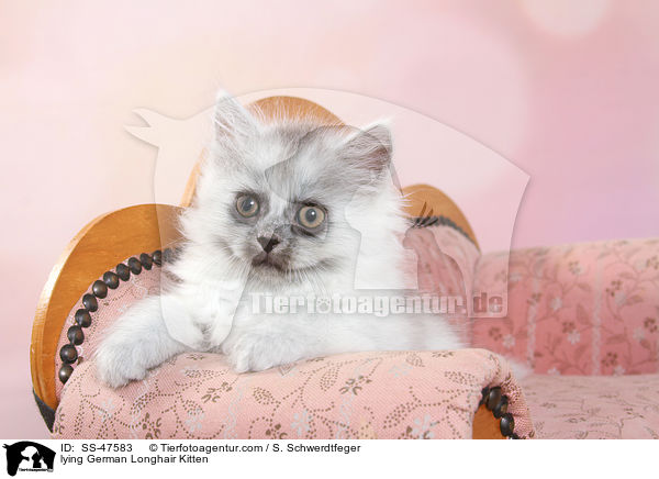 lying German Longhair Kitten / SS-47583