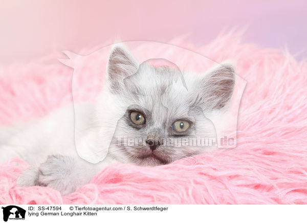 lying German Longhair Kitten / SS-47594