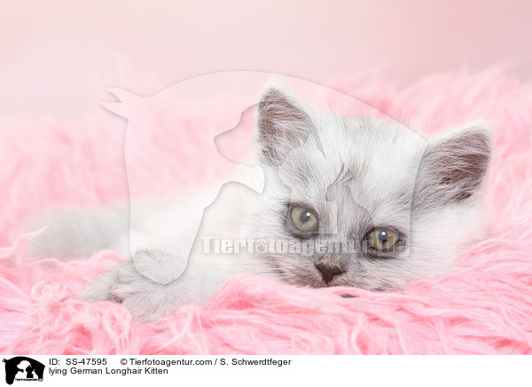 lying German Longhair Kitten / SS-47595