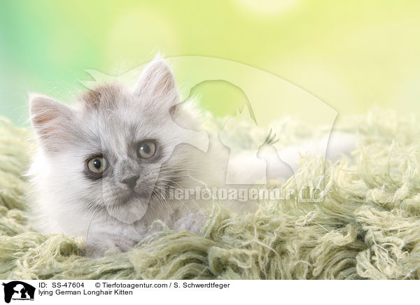 liegendes Deutsch Langhaar Ktzchen / lying German Longhair Kitten / SS-47604