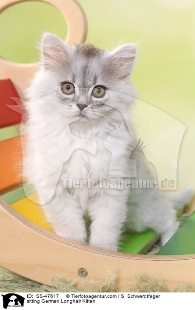 sitzendes Deutsch Langhaar Ktzchen / sitting German Longhair Kitten / SS-47617