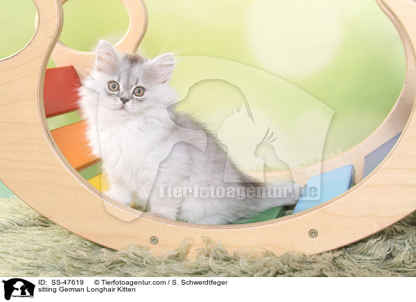 sitzendes Deutsch Langhaar Ktzchen / sitting German Longhair Kitten / SS-47619