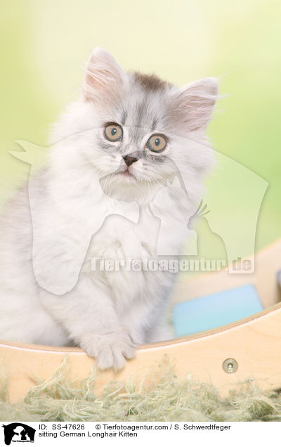 sitzendes Deutsch Langhaar Ktzchen / sitting German Longhair Kitten / SS-47626