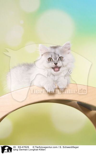 liegendes Deutsch Langhaar Ktzchen / lying German Longhair Kitten / SS-47629