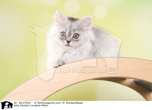 liegendes Deutsch Langhaar Ktzchen / lying German Longhair Kitten / SS-47630