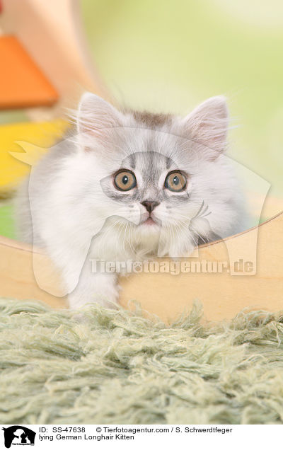 liegendes Deutsch Langhaar Ktzchen / lying German Longhair Kitten / SS-47638