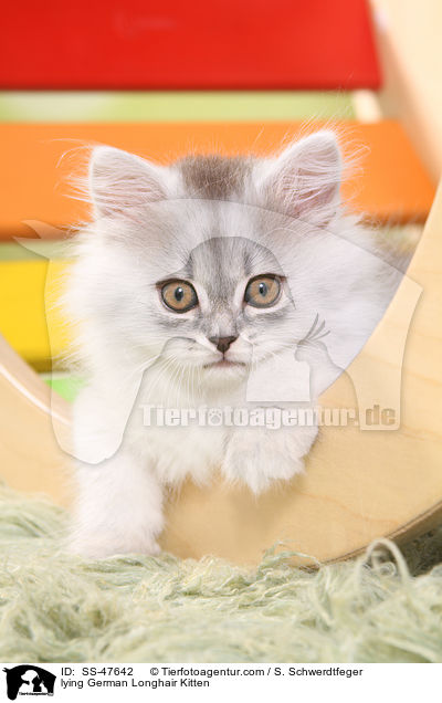 liegendes Deutsch Langhaar Ktzchen / lying German Longhair Kitten / SS-47642