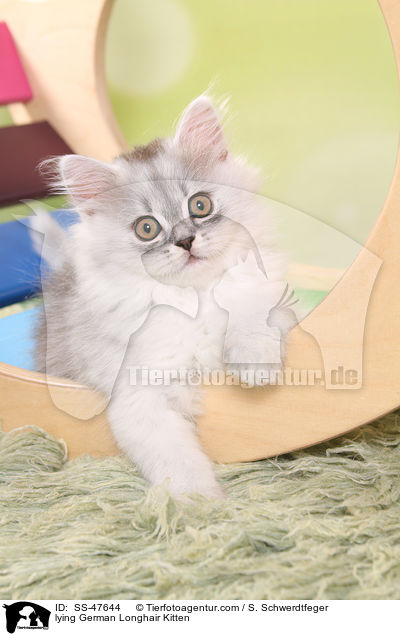 liegendes Deutsch Langhaar Ktzchen / lying German Longhair Kitten / SS-47644