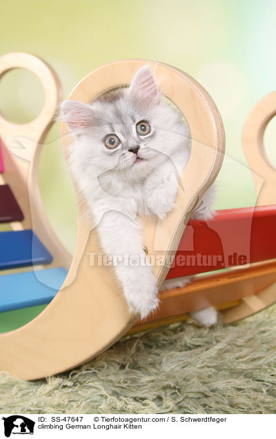 kletterndes Deutsch Langhaar Ktzchen / climbing German Longhair Kitten / SS-47647