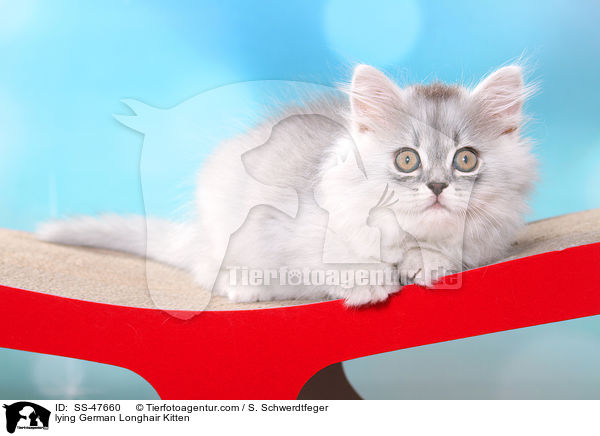 lying German Longhair Kitten / SS-47660