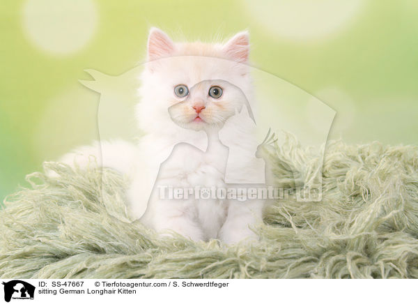 sitting German Longhair Kitten / SS-47667