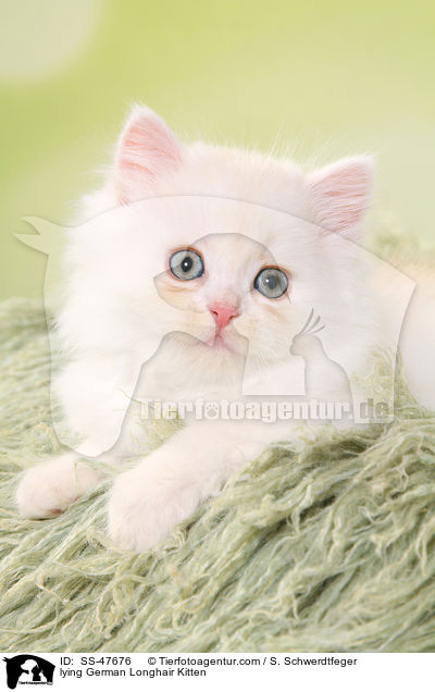 lying German Longhair Kitten / SS-47676