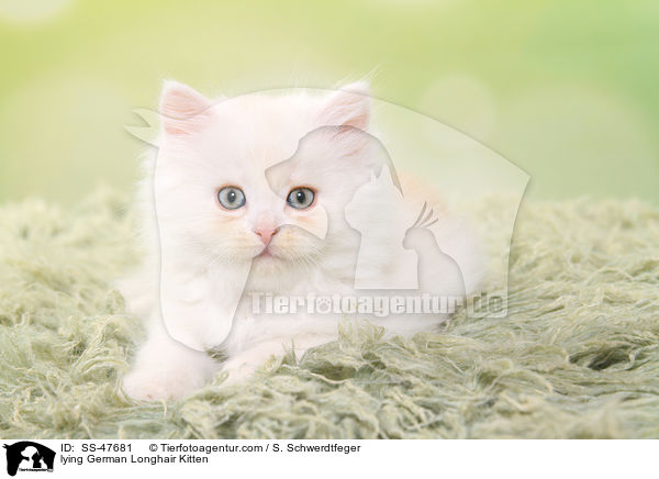 lying German Longhair Kitten / SS-47681