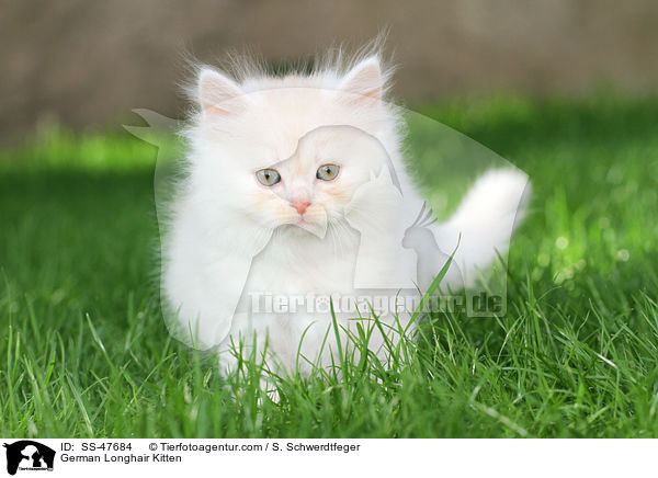 Deutsch Langhaar Ktzchen / German Longhair Kitten / SS-47684