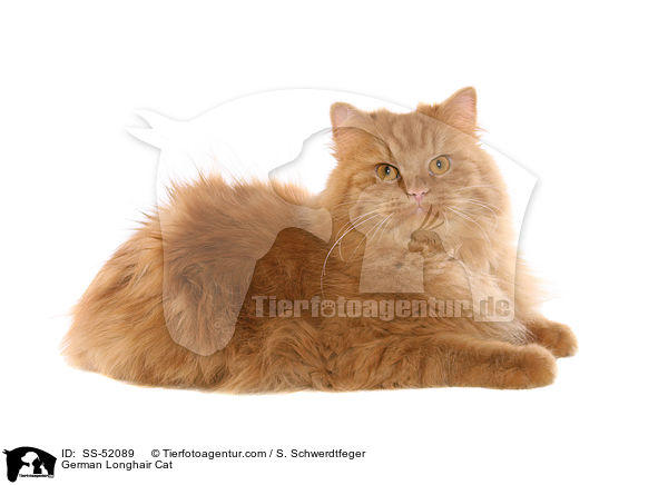 German Longhair Cat / SS-52089