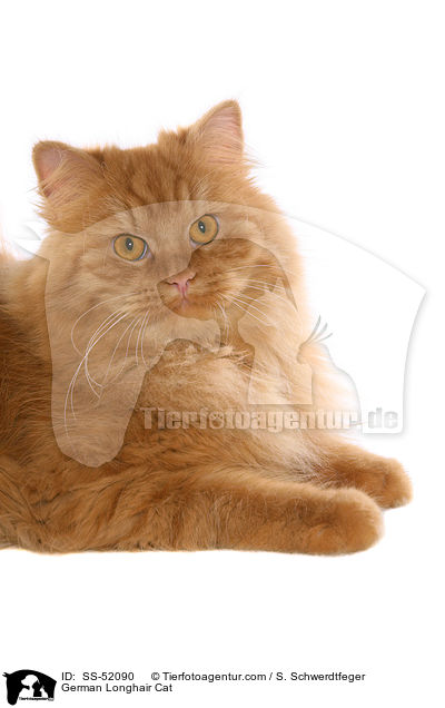 German Longhair Cat / SS-52090