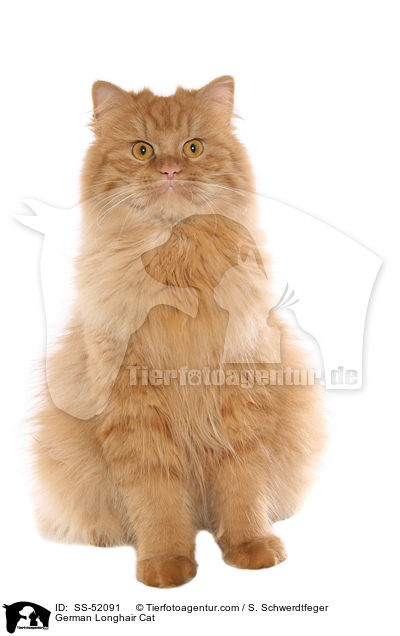 German Longhair Cat / SS-52091