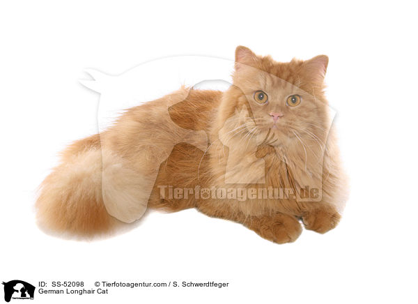 German Longhair Cat / SS-52098