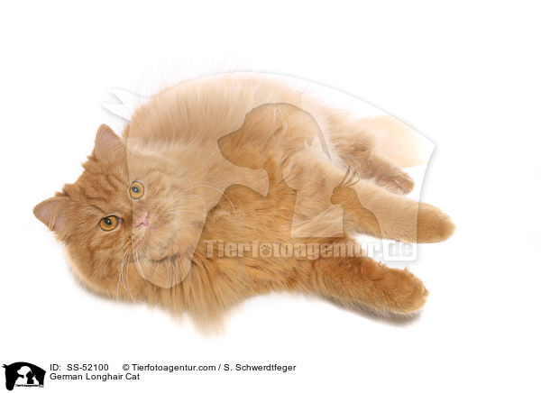 liegende Deutsch Langhaar / German Longhair Cat / SS-52100