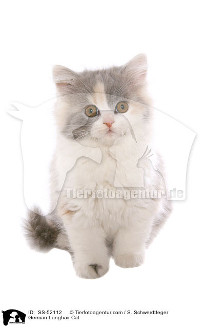 German Longhair Cat / SS-52112