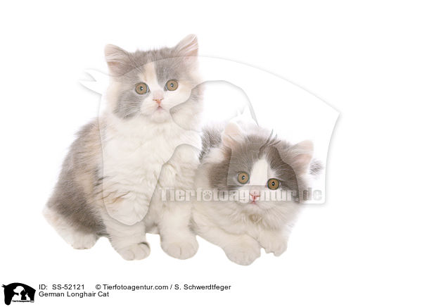 German Longhair Cat / SS-52121