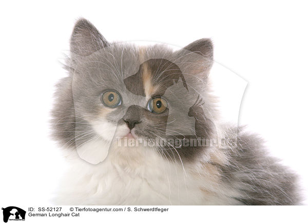 German Longhair Cat / SS-52127