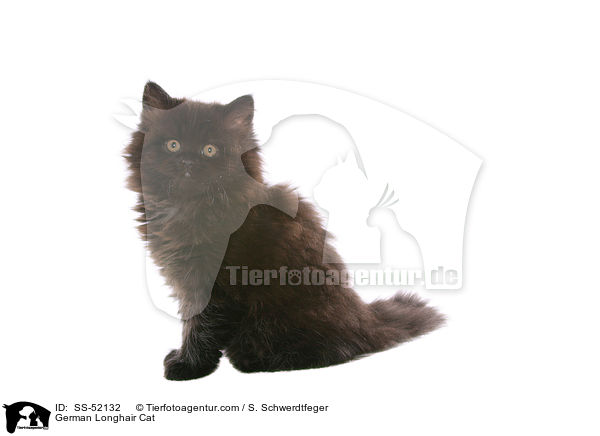 German Longhair Cat / SS-52132