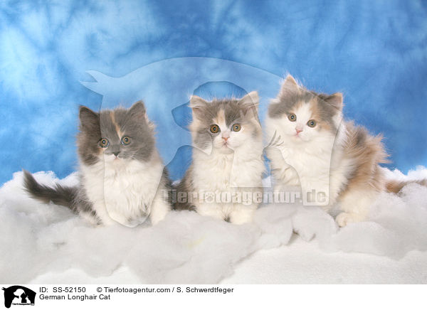 German Longhair Cat / SS-52150