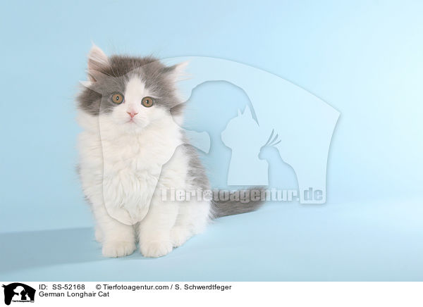 Deutsch Langhaar Ktzchen / German Longhair Cat / SS-52168