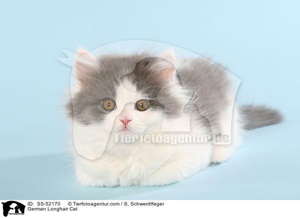 German Longhair Cat / SS-52170